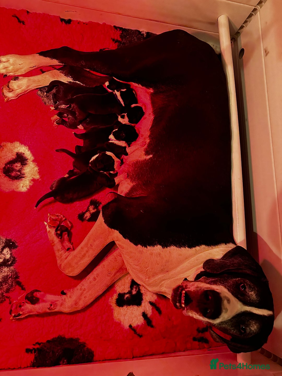 Great Dane dogs for sale: Stunning Great Dane Mantle Puppies - Image 8