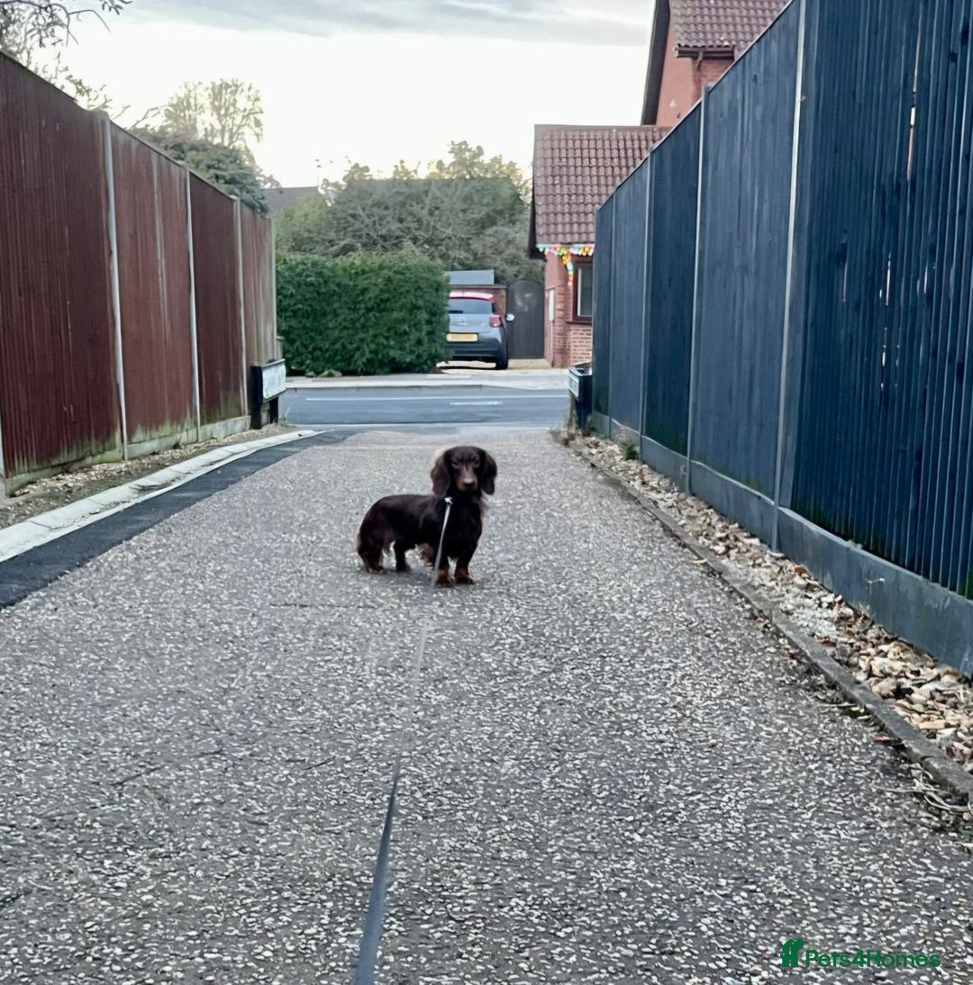 Miniature Dachshund dogs for stud: Handsome Miniature Dachshund Chocolate Stud  - Advert 3
