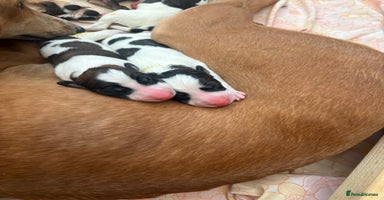 Greyhound dogs - Advert 5