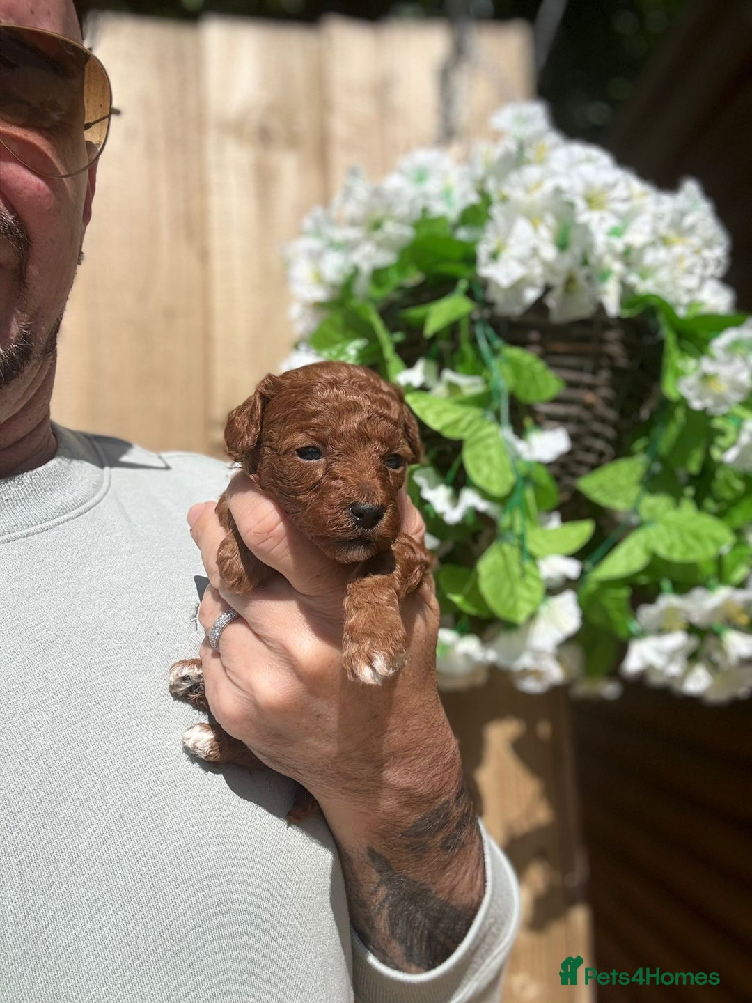 Toy Poodle dogs for sale: 💙🩷Gorgeous KC Toy Poodle Puppies 🩷💙 - Image 12
