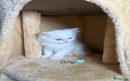 Persian cats for sale: Purebred Persian Kittens Rare White Coat&Blue Eyes - Image 6