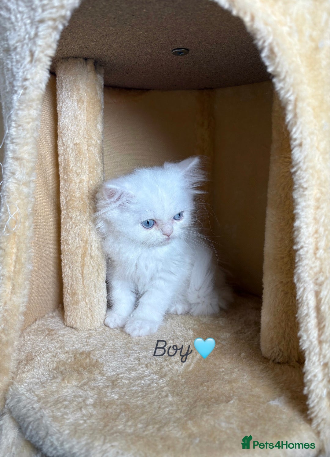 Persian cats for sale: Purebred Persian Kittens Rare White Coat&Blue Eyes - Image 6
