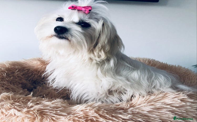 Maltese dogs - Advert 14