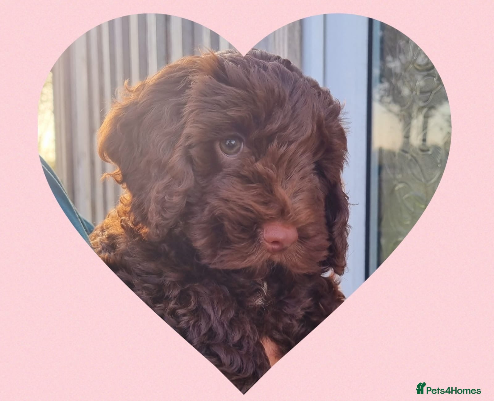 Cockapoo dogs for sale: 🩷 1 Girl Ready now 🩷 - Advert 1