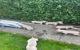 Weimaraner dogs for sale: Kc reg Weimaraner - Image 6