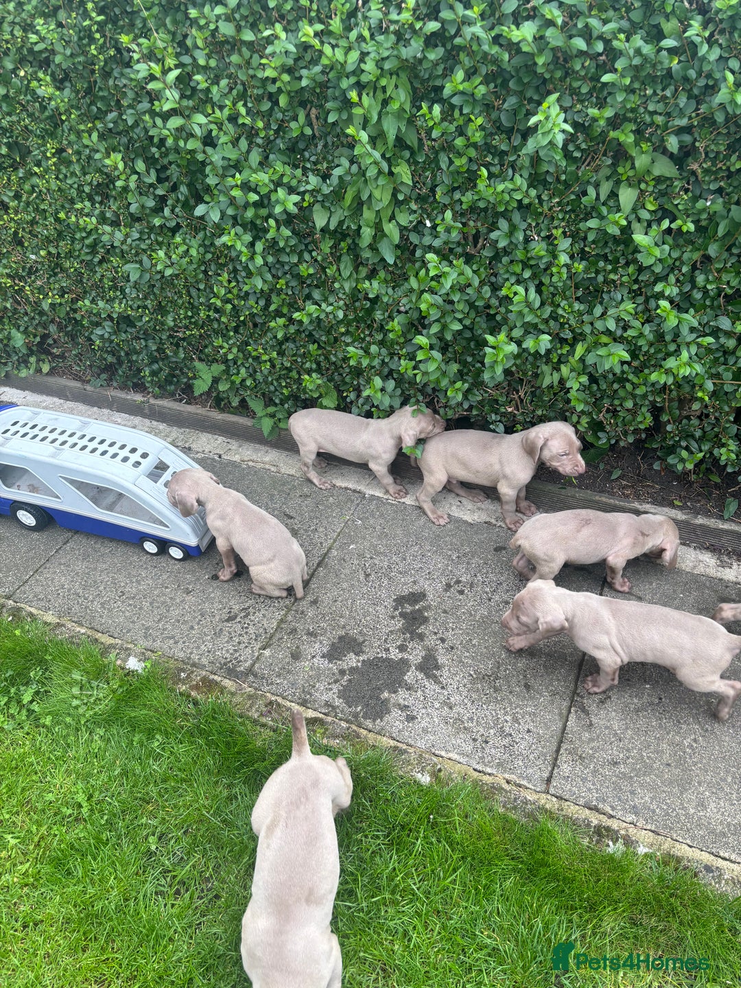 Weimaraner dogs for sale: Kc reg Weimaraner - Image 6