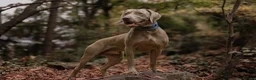 Weimaraner dogs for stud: Proven Stunning kc registered weimaraner for stud  - Advert 4