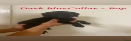 Labradoodle dogs for sale: Beautiful F1 Labradoodle Puppies for Sale🐾 - Advert 13