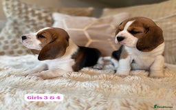 Beagle dogs for sale: ** STUNNING KC 5 GEN TRI COLOUR BEAGLEPUPS ** - Image 9