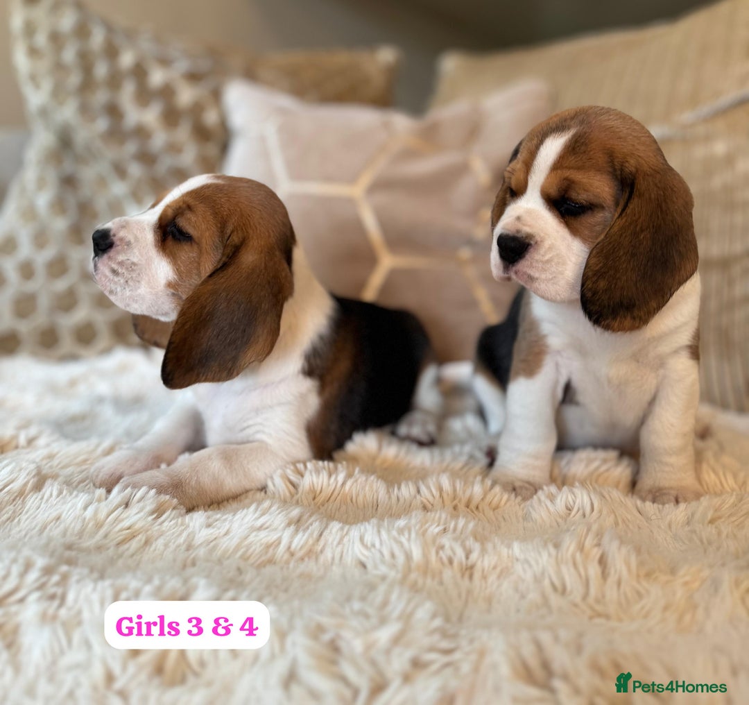 Beagle dogs for sale: ** STUNNING KC 5 GEN TRI COLOUR BEAGLEPUPS ** - Image 9