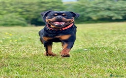 Rottweiler dogs for stud: Male for stud - Image 11