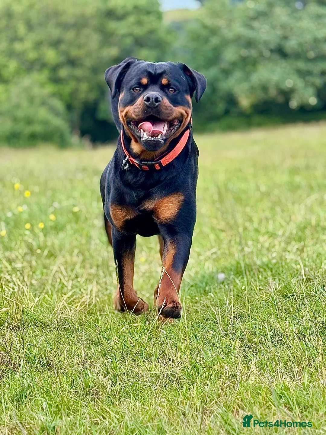 Rottweiler dogs for stud: Health tested KC champion bloodline stud - Advert 11