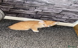 American Shorthair cats for sale: Cute ginger kitten for sale half Serbian  - Image 6