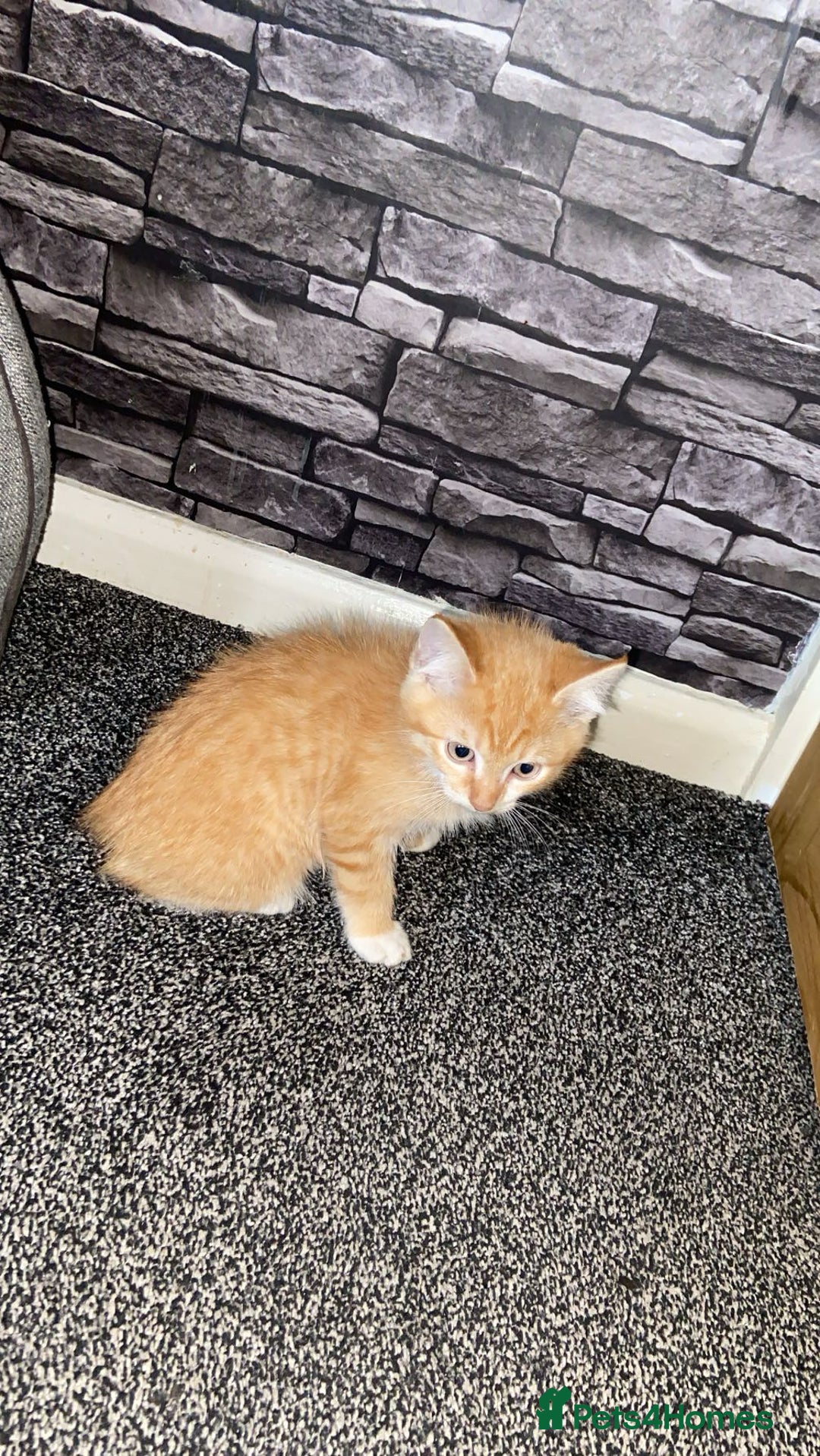 American Shorthair cats for sale: Cute ginger kitten for sale half Serbian  - Image 6