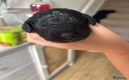Cockapoo dogs for sale: Beautiful fluffy black cockapoos in Burgess Hill - Image 12