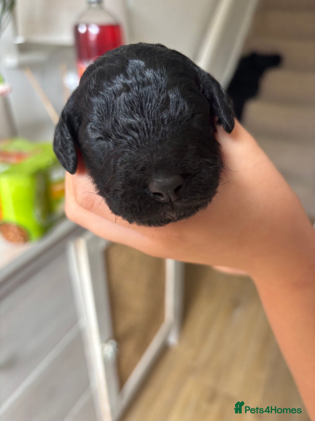 Cockapoo dogs for sale: Beautiful fluffy black cockapoos in Burgess Hill - Image 12