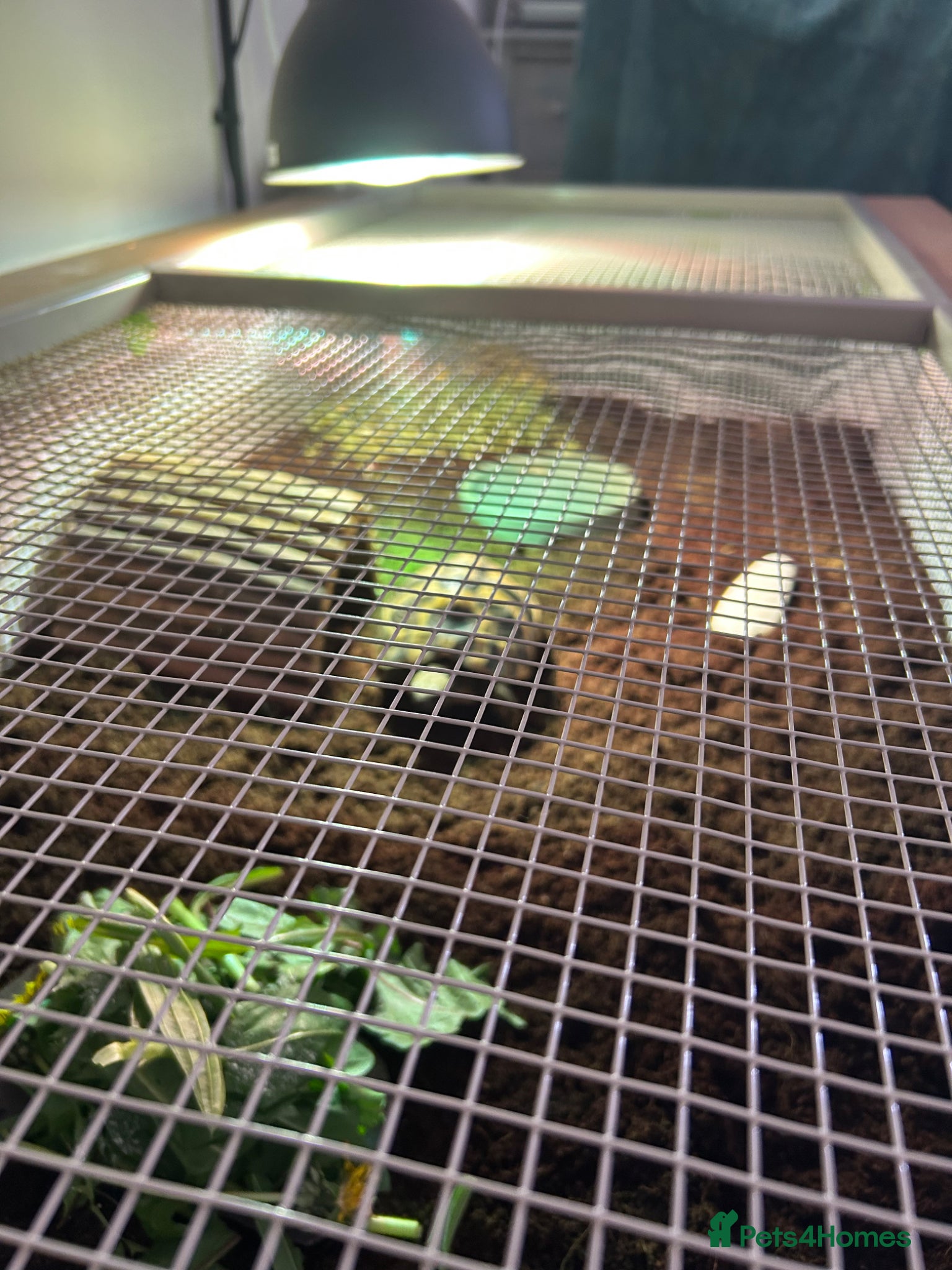 Hermann Tortoise reptiles for sale: 6 year old female Hermann tortoise  - Advert 4