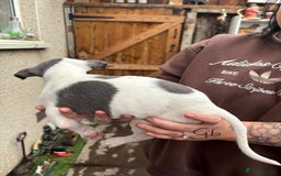 Whippet dogs for sale: Whippet pups x14 - Advert 12