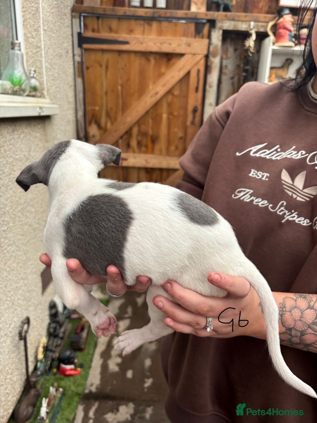 Whippet dogs for sale: Whippet pups x14 - Advert 12