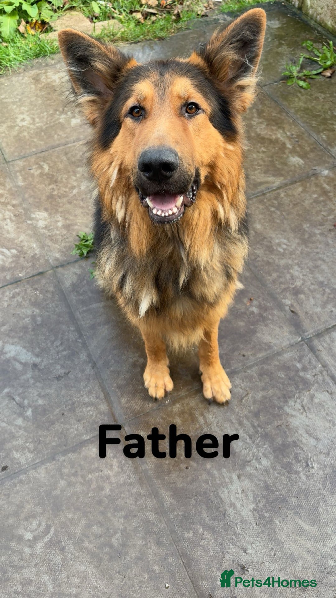 German Shepherd dogs for sale: German shepherd puppies  - Advert 3