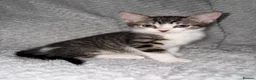 Mixed Breed cats for sale: Male and female kittens for sale  - Advert 5