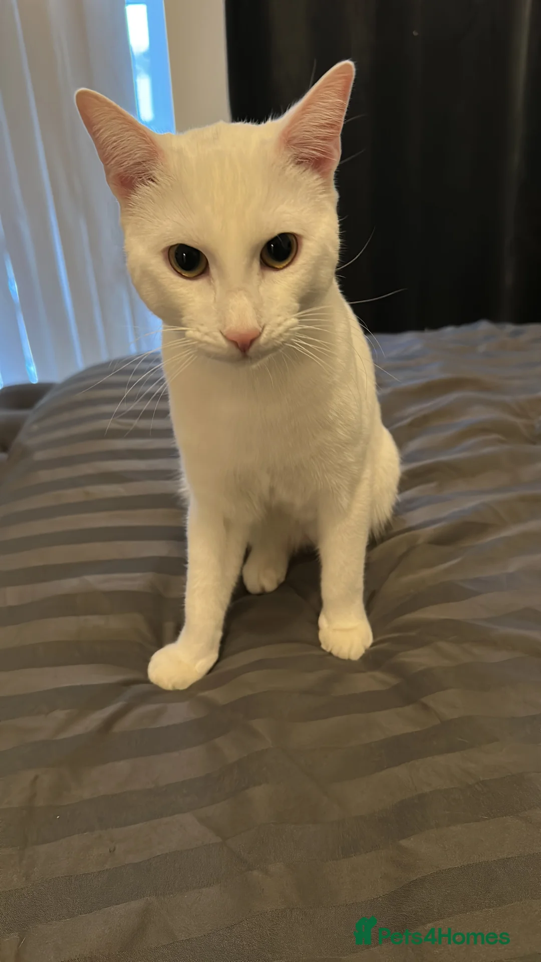 Mixed Breed cats for sale: Snowy  - Advert 3