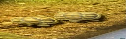 Tortoise reptiles for sale: Turkish spur-thighed tortoises in Norwich - Advert 5