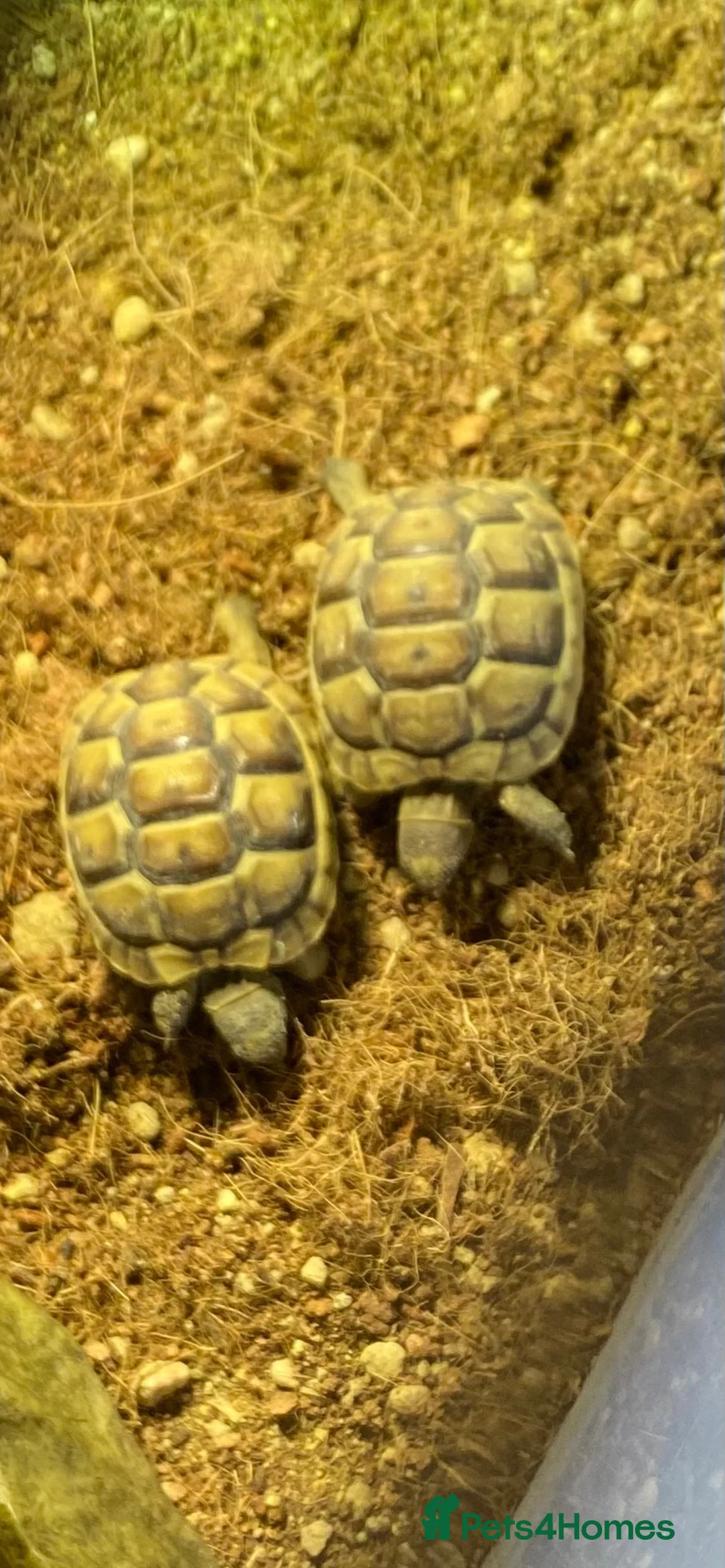 Tortoise reptiles for sale: Turkish spur-thighed tortoises in Norwich - Advert 5