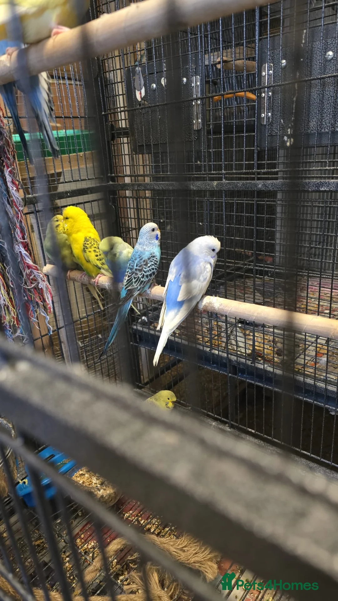 Budgerigars birds for sale: Budgies  - Advert 5