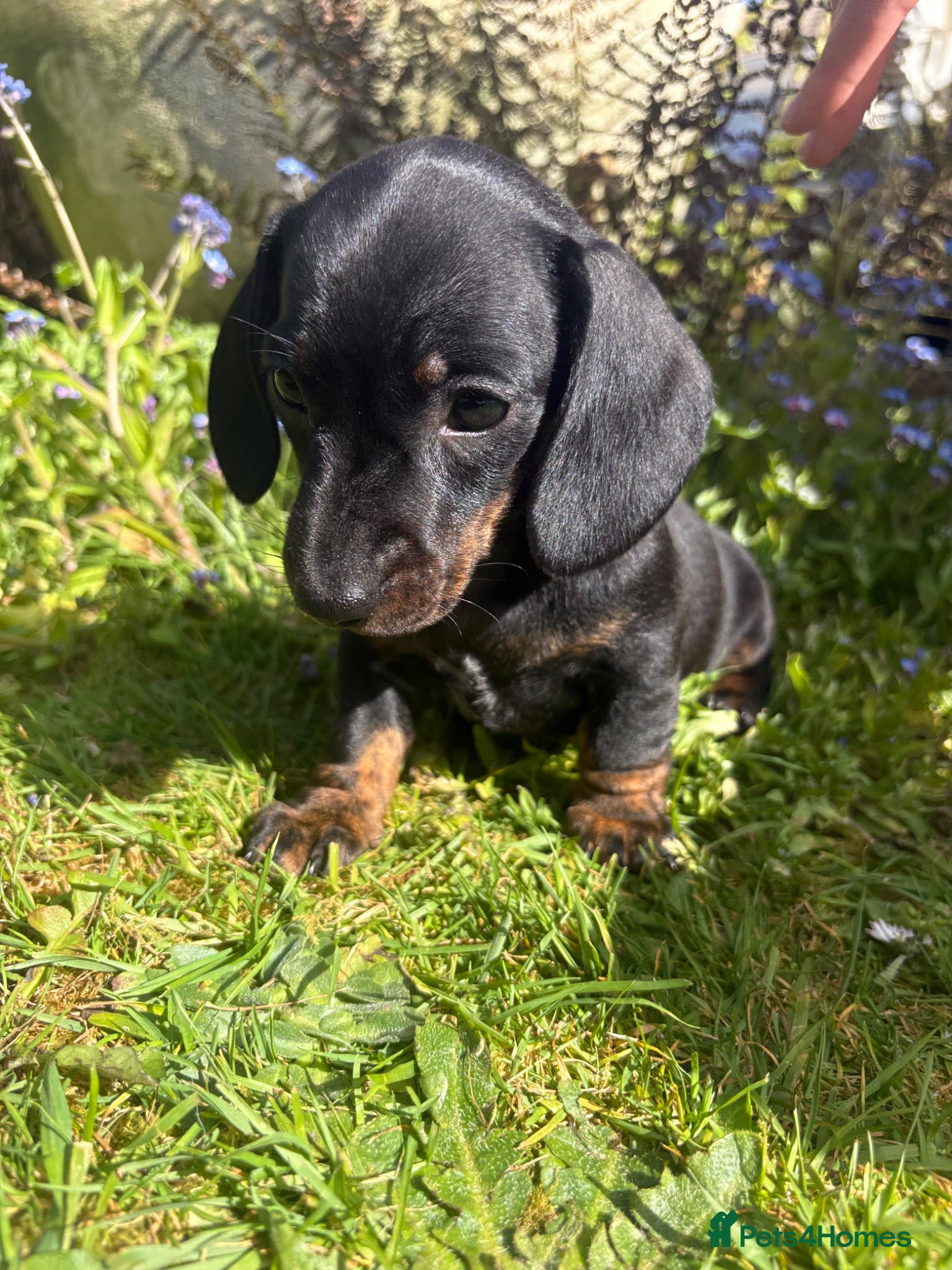 Miniature Dachshund dogs Stunning litter of Miniature Dachshunds  - Advert 1