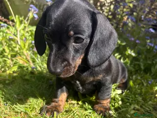Miniature Dachshund dogs Stunning litter of Miniature Dachshunds - Advert 1