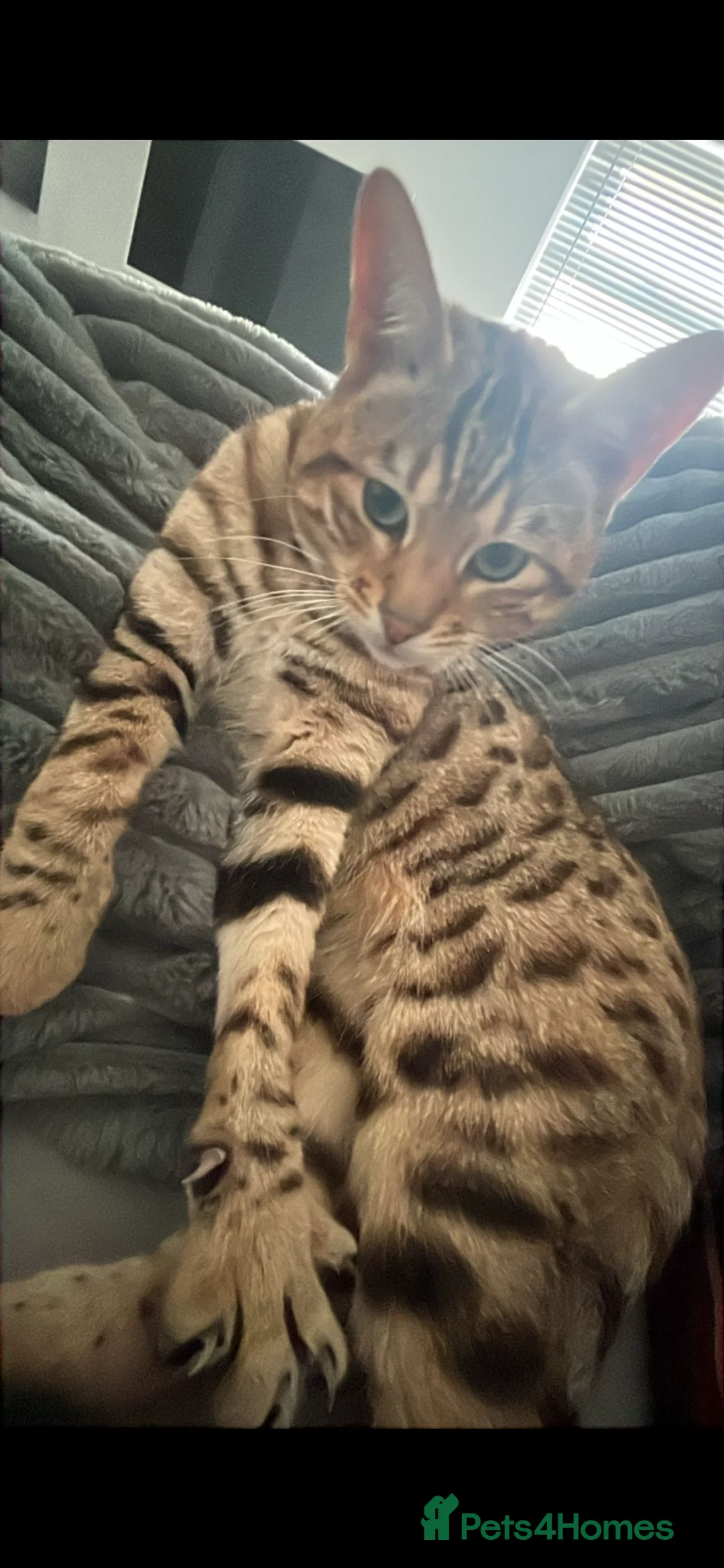 Bengal cats for sale: Pure bengal boy - Advert 15