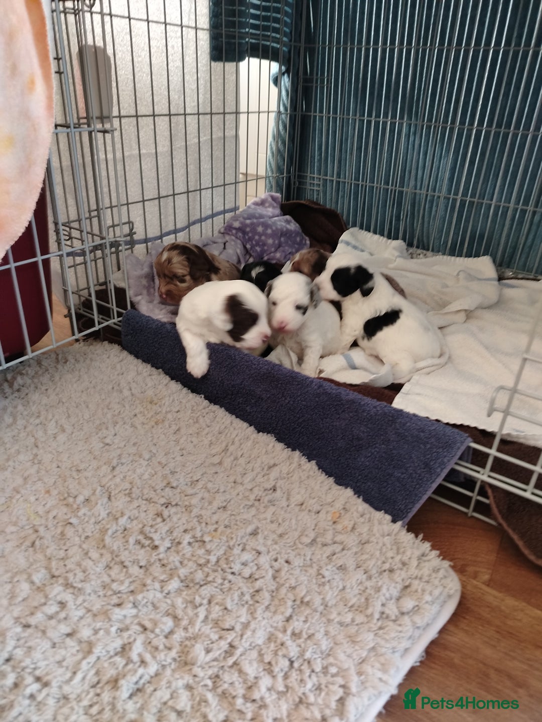 Cockapoo dogs for sale: Cockapoo puppies  - Advert 6