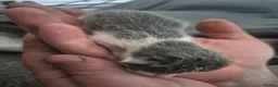 Mixed Breed cats for sale: Mittens kittens - Advert 5
