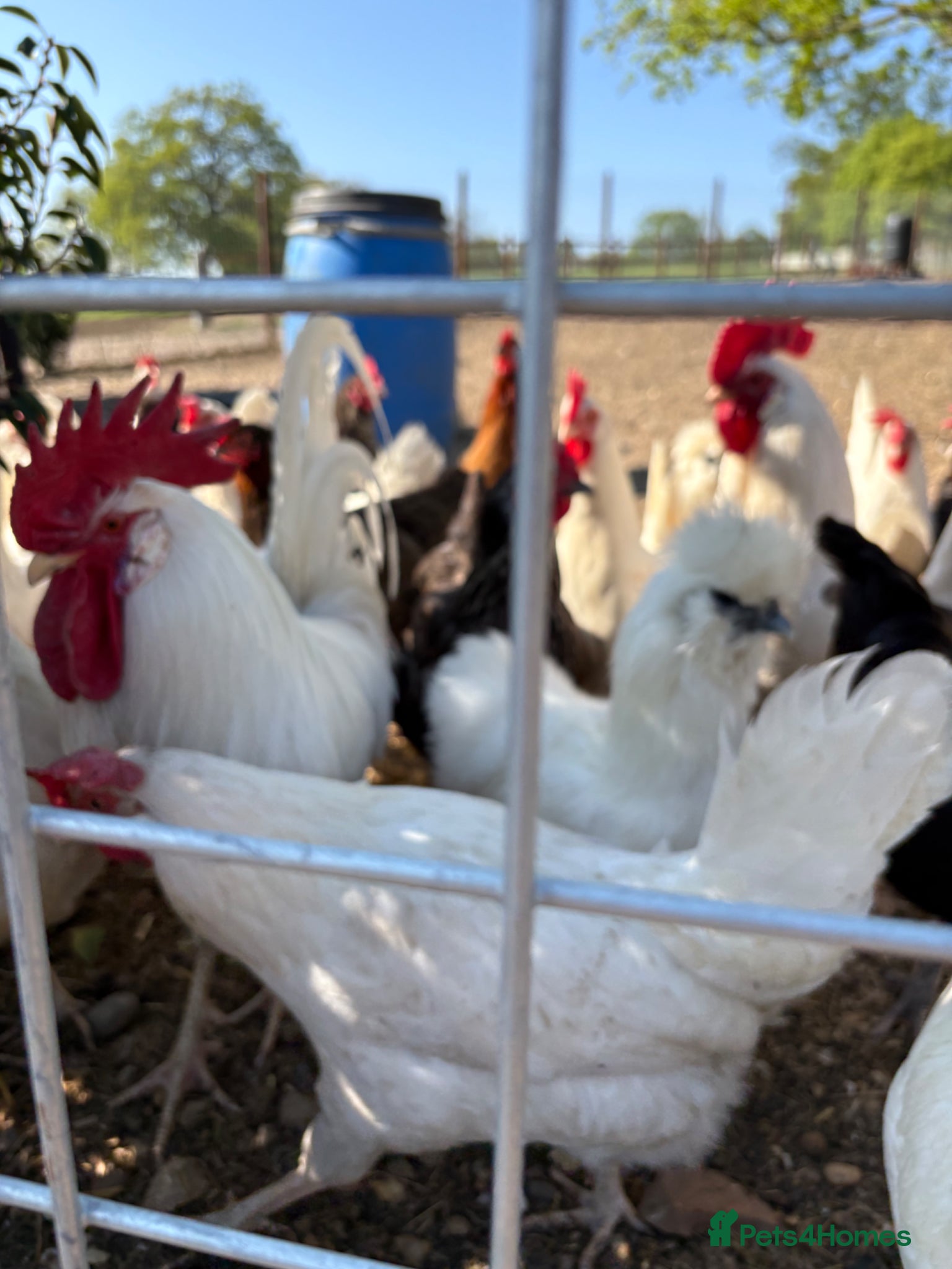 Chickens poultry Laying Chickens for sale - Advert 2