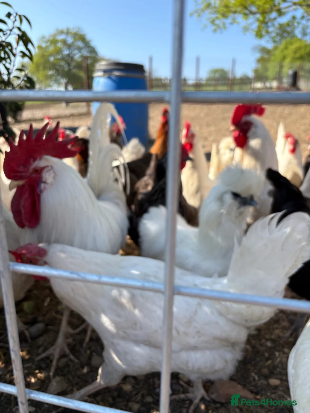 Chickens poultry for sale: Laying Chickens for sale in Hertford - Advert 2