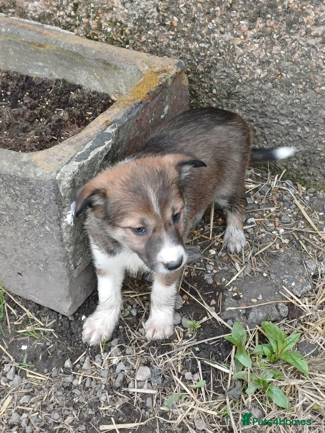 Border Collie dogs for sale: Border collie pup in Airdrie - Advert 1