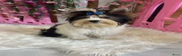 Yorkshire Terrier dogs for sale: Beautiful Biewer Yorkshire Terrier Girl - Advert 4