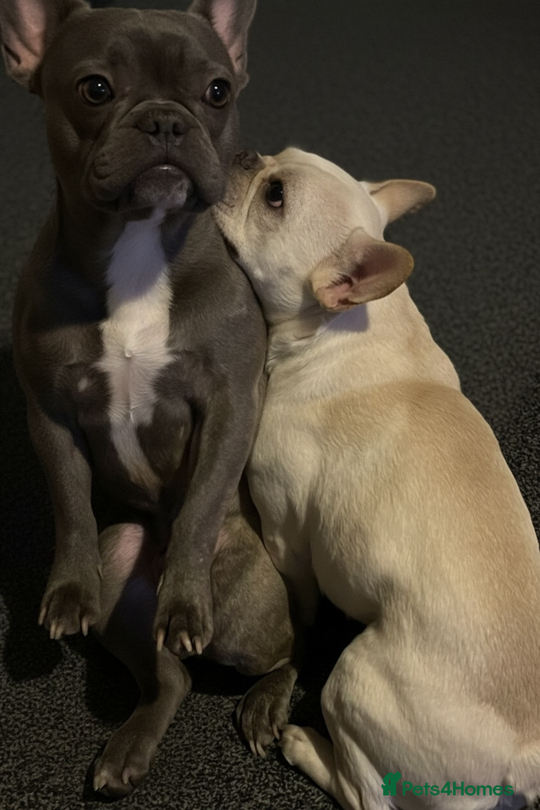 French Bulldog dogs for sale: Blue French bulldog bitch  - Advert 8