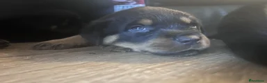 Rottweiler 6