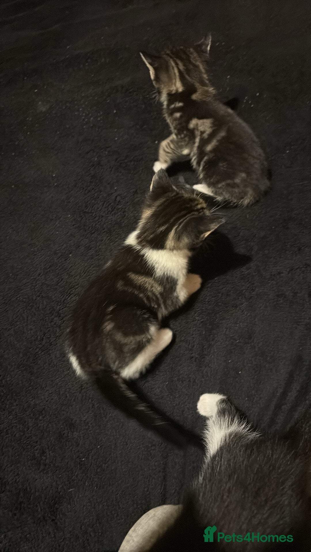 British Shorthair cats for sale: 2 tabby kittens  - Advert 8
