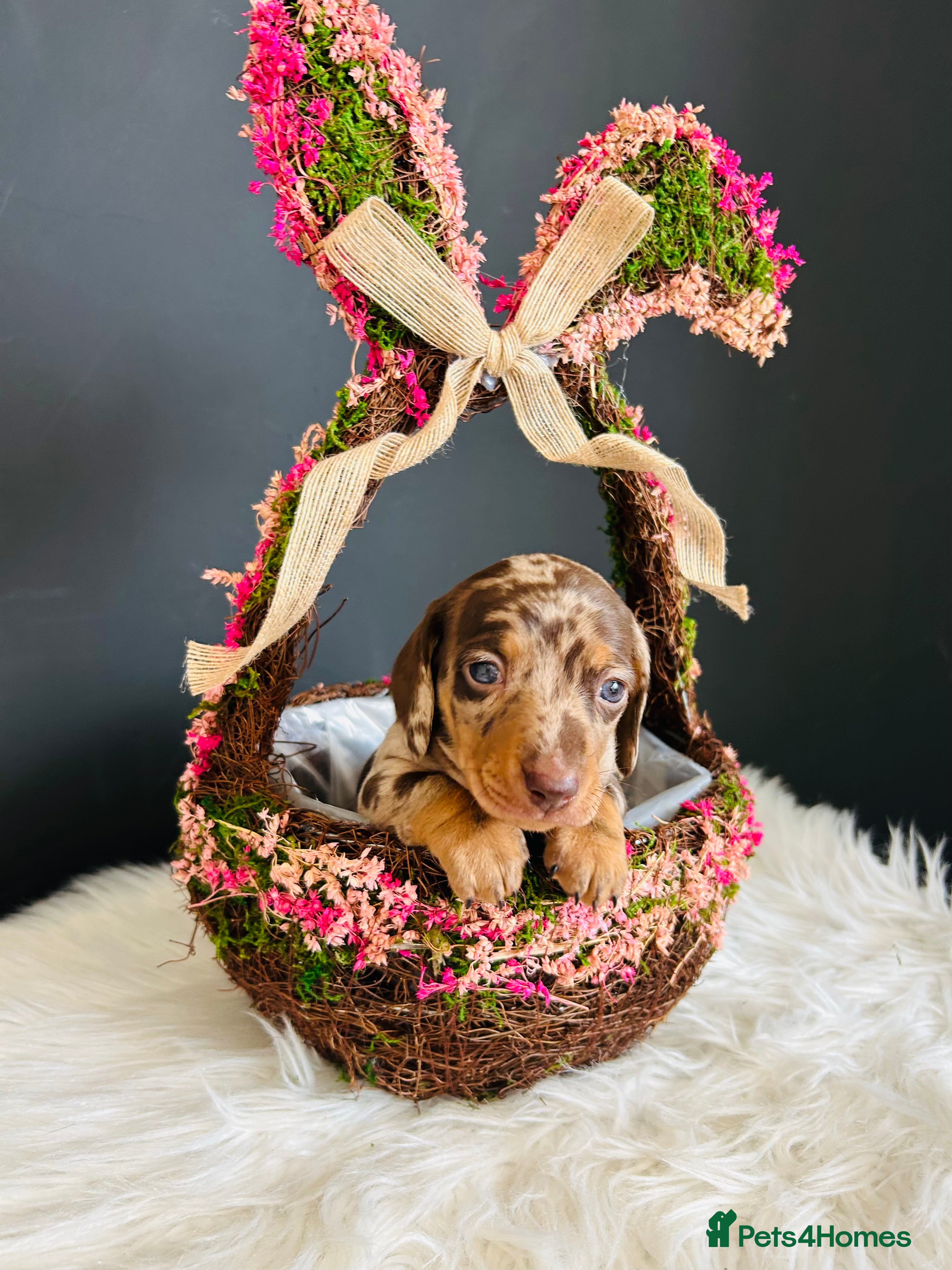 Miniature Dachshund dogs True Miniatures 5 star Breeder ⭐️⭐️⭐️⭐️⭐️ - Advert 7
