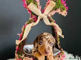 Miniature Dachshund dogs True Miniatures 5 star Breeder ⭐️⭐️⭐️⭐️⭐️ - Advert 7