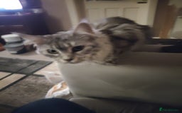 Maine Coon cats for sale: Main Coon Female Adult for sale - Image 1