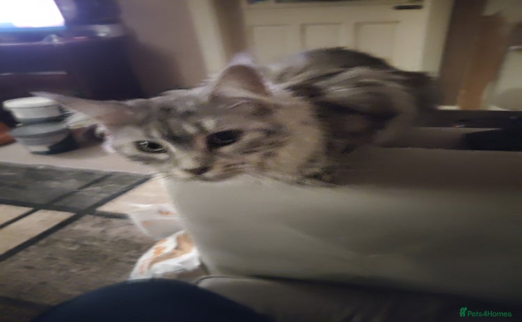 Maine Coon cats - Advert 3