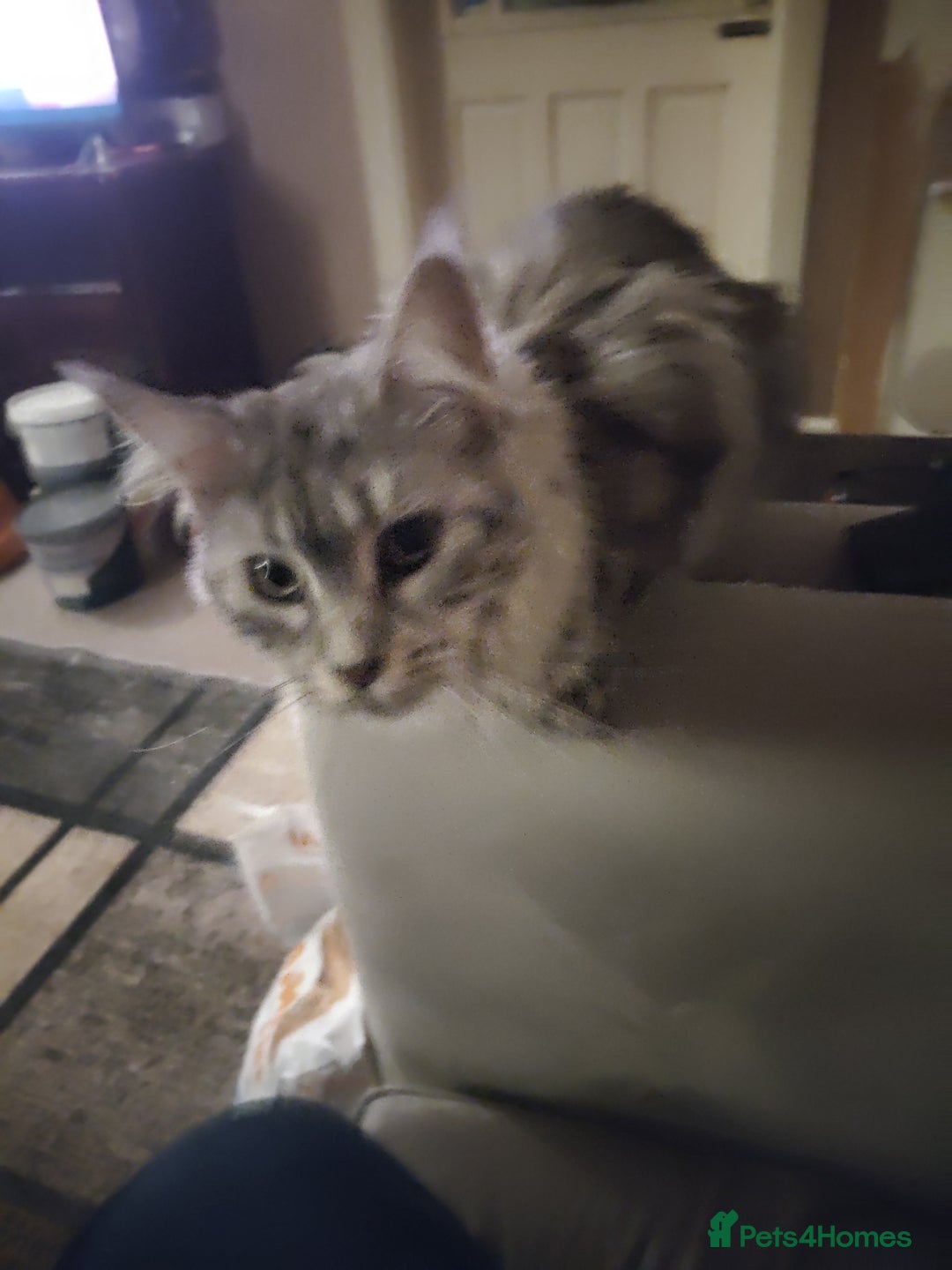 Maine Coon cats for sale: Main Coon Female Adult for sale - Image 1