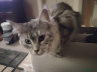 Maine Coon cats - Advert 1