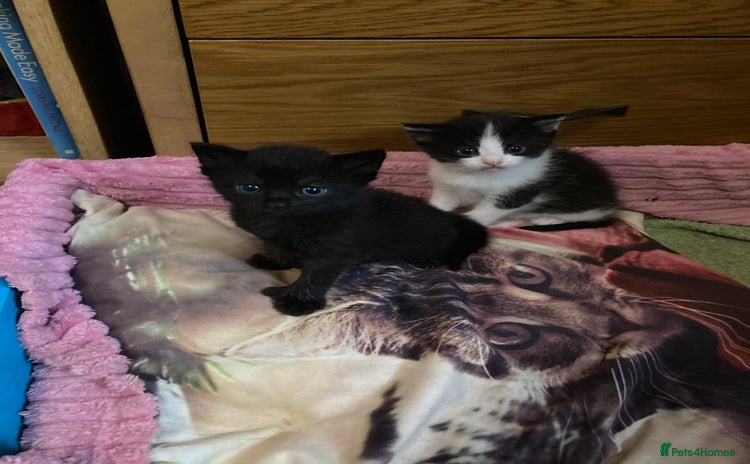 Mixed Breed cats - Advert 6
