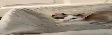 Ragdoll 2