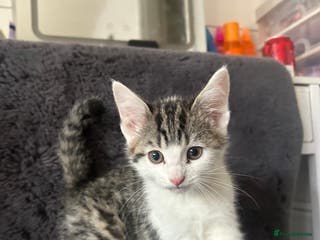 Mixed Breed cats KITTENS - Advert 16